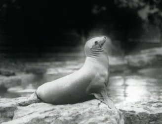 California Sea Lion at London Zoo, September 1925
