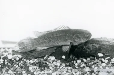 A Climbing Perch resting on rocks and gravel at the bottom of its tank, in water at London Zoo in September 1928