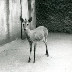 A Crowned Sahel West African Bush Duiker at London Zoo in August 1927