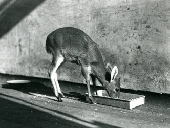 A Duiker feeding from a tray on the ground, London Zoo, July 1925
