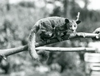 A Galago Walking Along a Branch Held by a Keeper, London Zoo