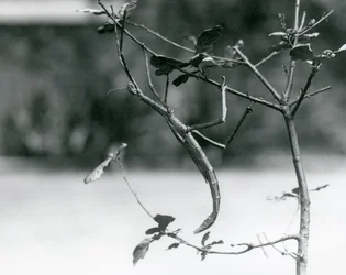 A Giant Stick Insect Camouflaged on a Twig at London Zoo in 1923