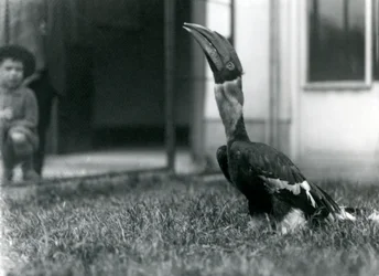 A Great Hornbill looking upward while standing on the grass in its aviary, with a small boy in the background, London Zoo, 1924