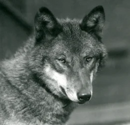 A Grey Wolf at London Zoo, 1925