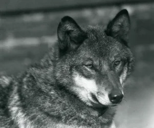 A Grey Wolf at London Zoo, 1925