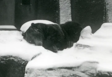 A Grizzly Bear Asleep in the Snow, London Zoo, 1924