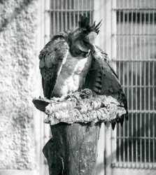 A Harpy Eagle at London Zoo, April 1914