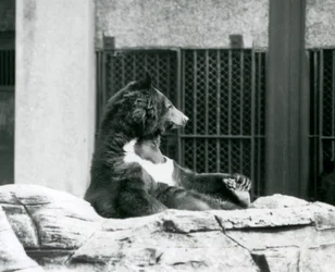 A Himalayan Black Bear Sitting Back on Rocks, Holding Its Toes, London Zoo