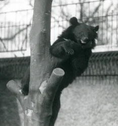 A Himalayan Brown Bear Isabelline Bear Dzu-Teh in a Tree at London Zoo in 1925