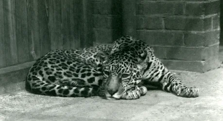 A Jaguar resting at London Zoo in June 1924