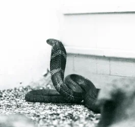 A King Cobra Hamadryad at London Zoo, October 1925