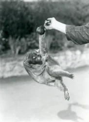 Kinkajou at London Zoo, September 1925