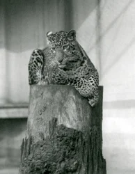 A Leopard lying on the top of a tree stump, London Zoo