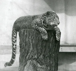 A Leopard Lying on the Top of a Tree Stump with Its Tail Dangling Down Behind, London Zoo
