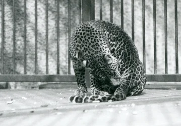 A Leopard sitting in its enclosure grooming its leg, London Zoo, 1927
