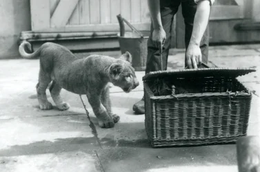 Lion Cub Looking at a Tiger Cub in a Wicker Basket, Which a Keeper Is Opening, London Zoo, September 1925