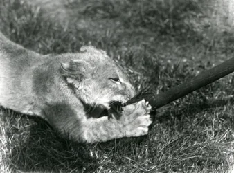 Lion Cub Playing with a Mop, Held by Its Keeper, on the Grass in Front of Its Den, London Zoo, September 1925