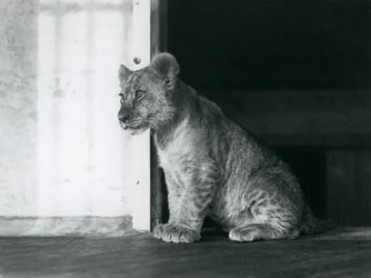 A Lion Cub Sitting on the Floor at London Zoo in 1930