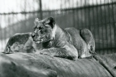 A Lion Cub, Born in the Menagerie in July 1923, London Zoo, July 1924
