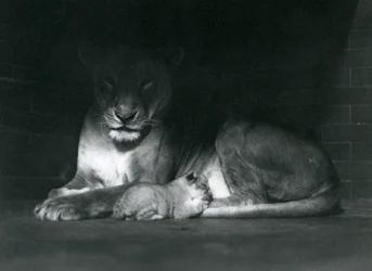A lioness and cub lying down in the shadow at the rear of their enclosure, London Zoo, October 1925