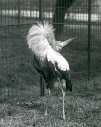 A Maguari Stork Performing the Up-Down Display, London Zoo, July 1925