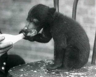 A Malay or Sun Bear cub sitting on a chair while being bottle fed by its keeper at London Zoo, 1920s