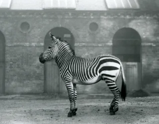 A Mountain Zebra standing in its paddock, in front of the high doors of the Giraffe House at London Zoo in 1927