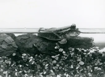 A Mudskipper, Resting on Submerged Rocks, with Its Eyes Above Water, London Zoo