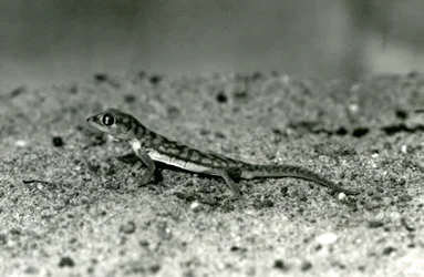 A Namib sand gecko/Web-footed gecko standing on sand, London Zoo