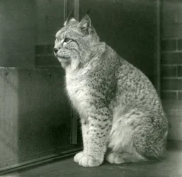 A Northern Lynx, London Zoo, February 1925