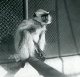 A Northern Plains Gray Langur sitting on a perch in its enclosure at London Zoo