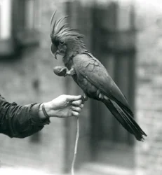 A Palm Cockatoo gripping onto the finger of a keeper with one foot and holding an egg-shaped treat in the other, London Zoo, September 1927