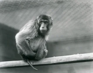 A pig-tailed macaque sitting on a perch in its enclosure at London Zoo