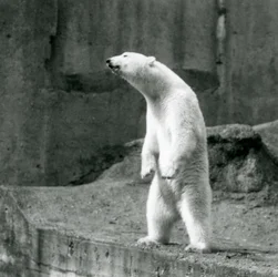 A Polar Bear Standing Tall on Its Hind Legs at the Edge of Its Enclosure on the Mappin Terraces, London Zoo