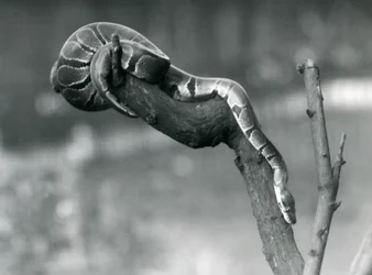 Royal Ball Python Making Its Way Down a Branch at London Zoo, October 1925
