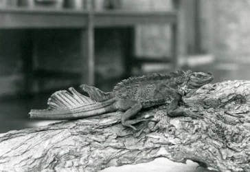 A Sailfin Lizard, with damaged tail, resting on a log at London Zoo in 1928