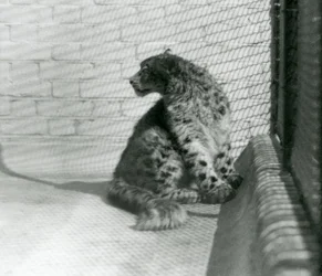 A Snow Leopard Sitting on the Floor, London Zoo