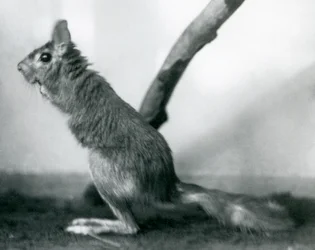 A South African Springhare Cape Jumping Hare sitting by a branch in its enclosure, London Zoo, December 1925