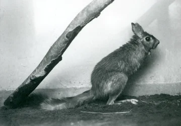 A South African Springhare