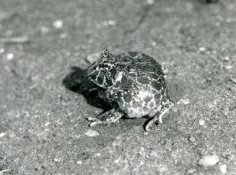 A South American Horned Frog