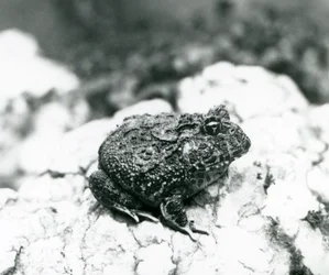 A South American Horned Frog sitting on a rock, London Zoo, August 1928