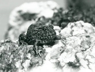 A South American Horned Frog showing its defensive pose, London Zoo, August 1928
