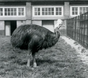 A Southern Cassowary at London Zoo in June 1925