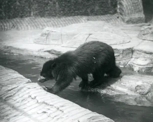 A Spectacled or Andean Bear crosses a stream within its enclosure at London Zoo, July 1925