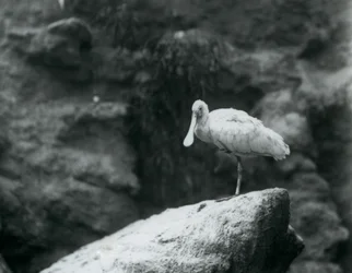 A Spoonbill Standing on a Rock at London Zoo