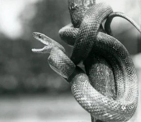 A Texas Rat Snake Gaping, While Coiled Around a Near Vertical Branch, London Zoo, August 1928