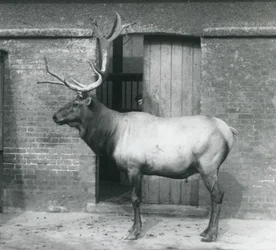 A Wapiti (Elk) Stag Standing in His Enclosure at London Zoo, September 1927