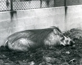 A Warthog sleeping in mud, London Zoo, July 1927