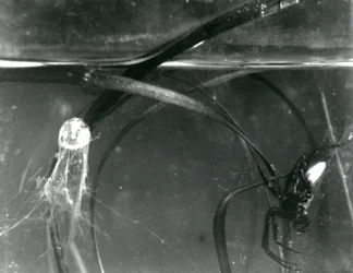 A Water Spider and its air bell underwater, London Zoo, October 1925