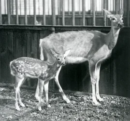 A White-tailed Virginian Deer with her fawn at London Zoo in August 1927